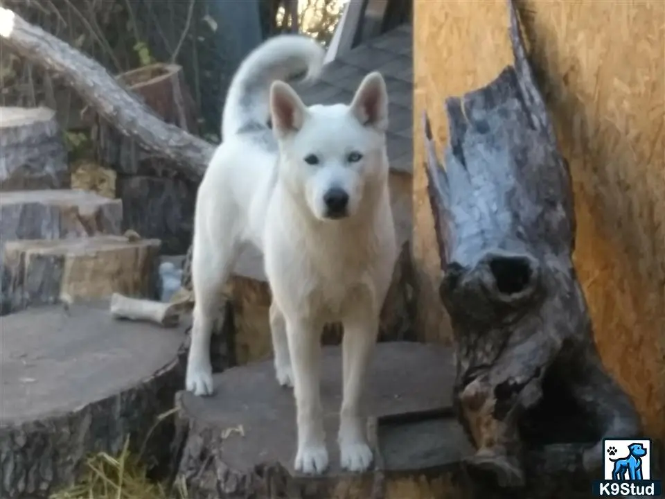 Siberian Husky female dog