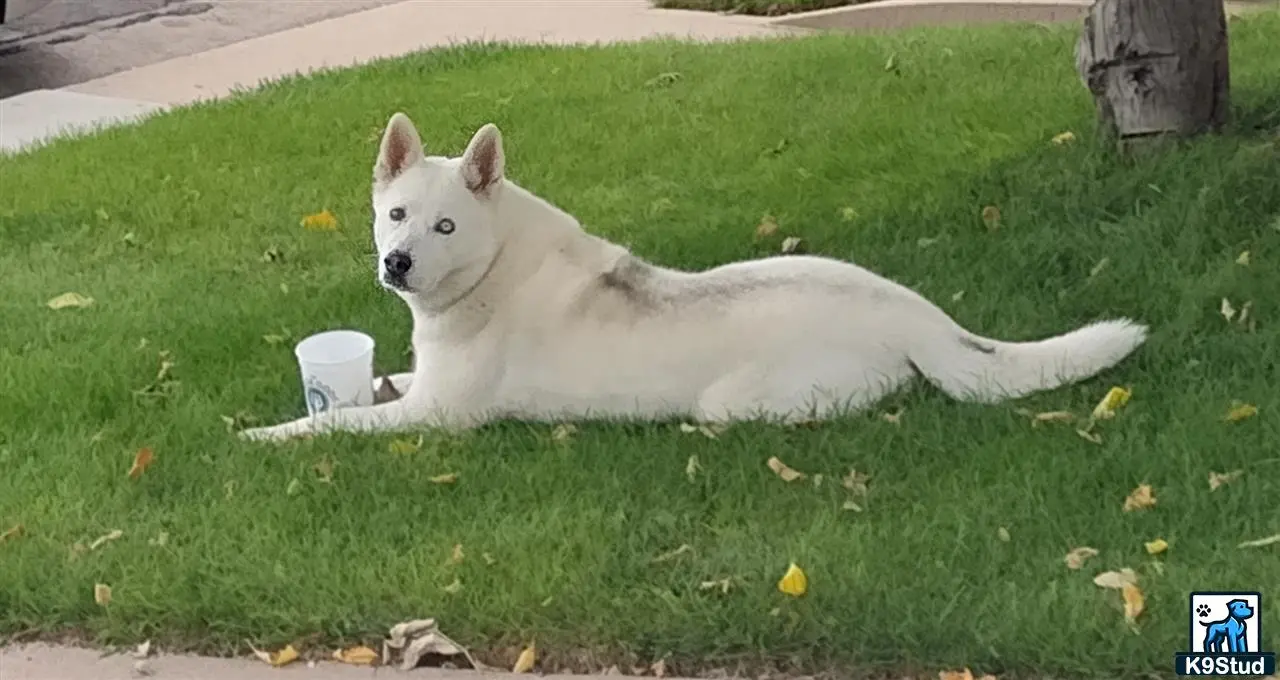 Siberian Husky female dog