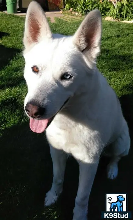 Siberian Husky female dog