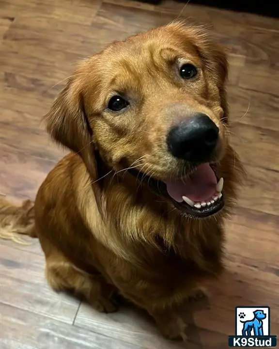 Golden Retriever stud dog