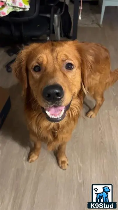 Golden Retriever stud dog