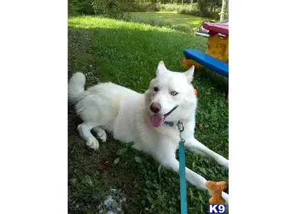 Siberian Husky stud dog: a white siberian husky dog lying on a blue chair in the grass