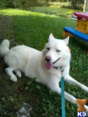 Siberian Husky stud dog: a white siberian husky dog lying on a blue chair in the grass