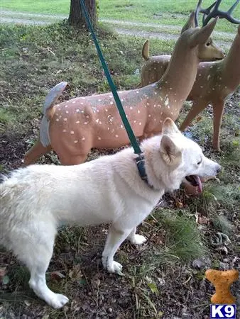 Siberian Husky stud dog: a group of siberian husky dogs on leashes