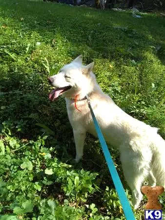 Siberian Husky stud dog: a siberian husky dog on a leash in a grassy area