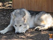 wolf dog puppy posted by wolfhaven
