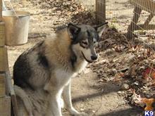 wolf dog puppy posted by wolfhaven