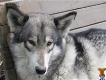 wolf dog puppy posted by wolfhaven