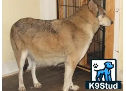 a wolf dog dog standing in a room