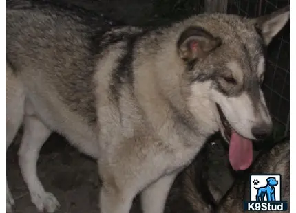 a wolf dog dog with its tongue out