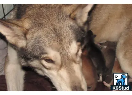 a wolf dog dog lying down