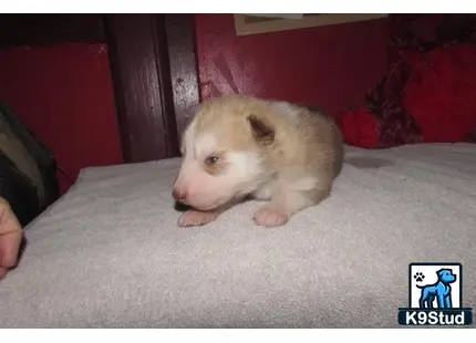 a small white wolf dog puppy