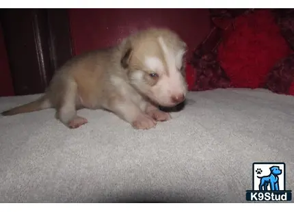 a wolf dog puppy on a carpet