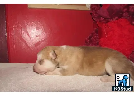 a wolf dog dog lying on the floor
