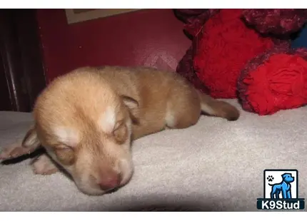 a wolf dog dog sleeping on a carpet