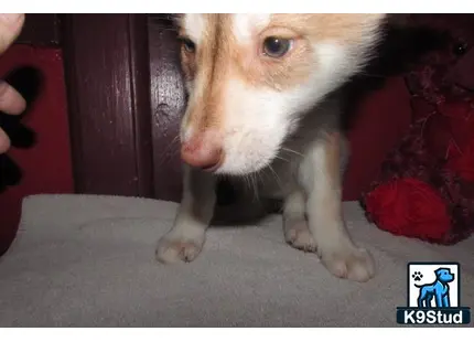 a wolf dog dog standing on carpet