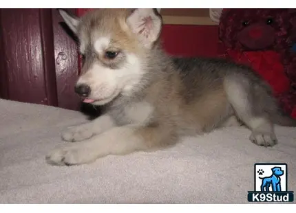 a wolf dog dog lying on the floor