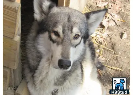 a wolf looking at the camera