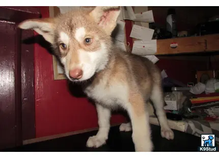 Wolf Dog