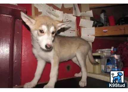 a wolf dog dog sitting on a chair