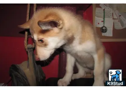 a cat on a persons back