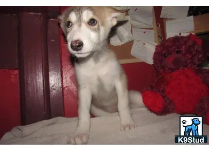 a wolf dog dog sitting next to a stuffed animal