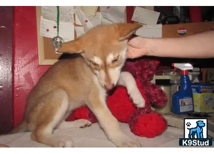 a person holding a wolf dog dog