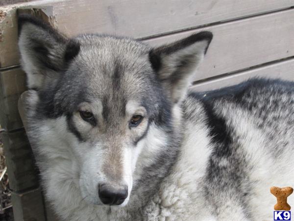 Wolf Dog puppy for sale