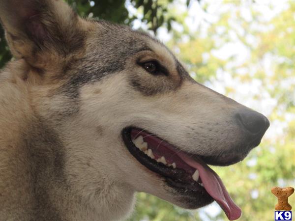 Wolf Dog puppy for sale