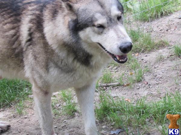 Wolf Dog puppy for sale