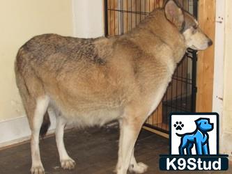 a wolf dog dog standing in a room
