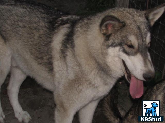 a wolf dog dog with its tongue out