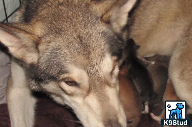 a wolf dog dog lying down