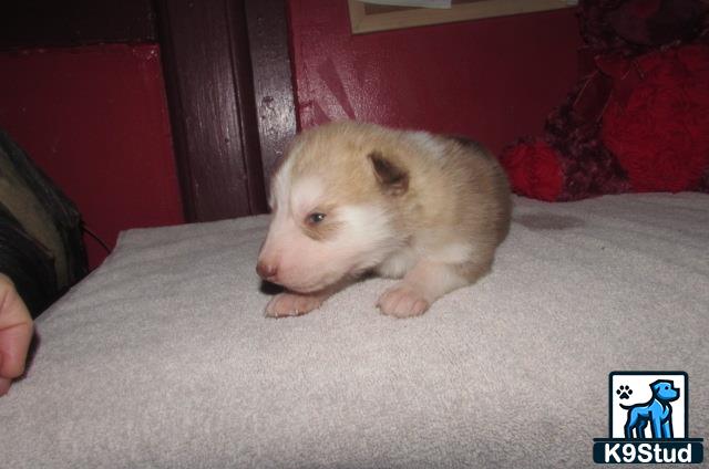 a small white wolf dog puppy