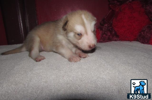 a wolf dog puppy on a carpet