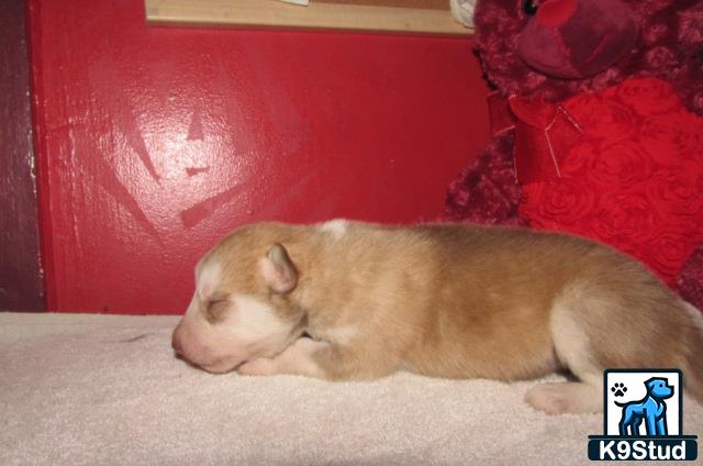 a wolf dog dog lying on the floor