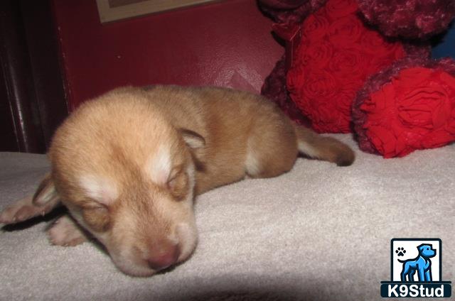 a wolf dog dog sleeping on a carpet
