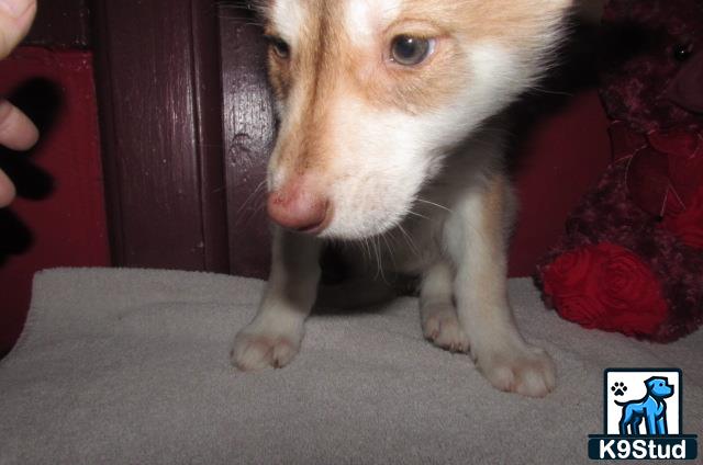 a wolf dog dog standing on carpet