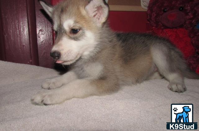 a wolf dog dog lying on the floor