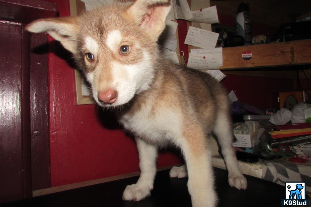 Wolf Dog