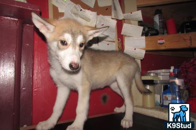 a wolf dog dog sitting on a chair