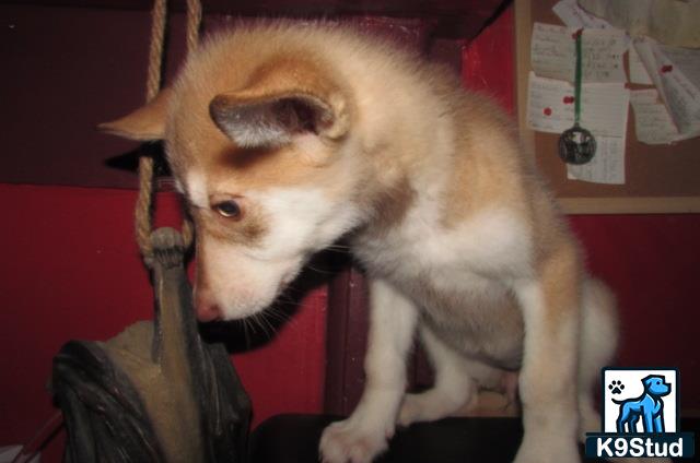 a cat on a persons back