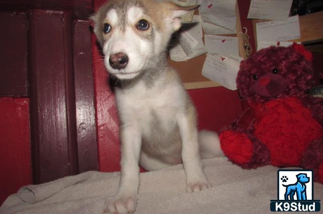 a wolf dog dog sitting next to a stuffed animal