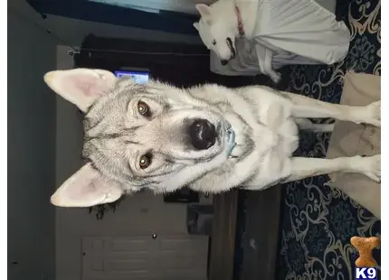 a wolf dog dog with a stuffed animal on its head
