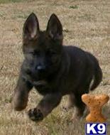 german shepherd puppy posted by wolfpackK9