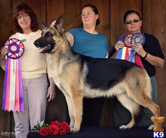 German Shepherd stud dog