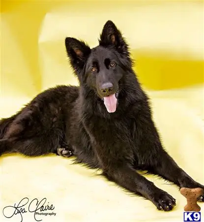 German Shepherd stud dog