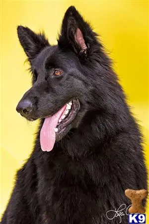 German Shepherd stud dog