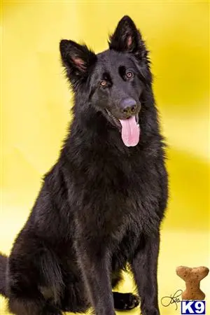 German Shepherd stud dog