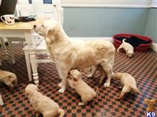 golden retriever puppy posted by womarbraham95